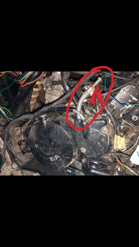 Zaślepiony wężyk II.jpg